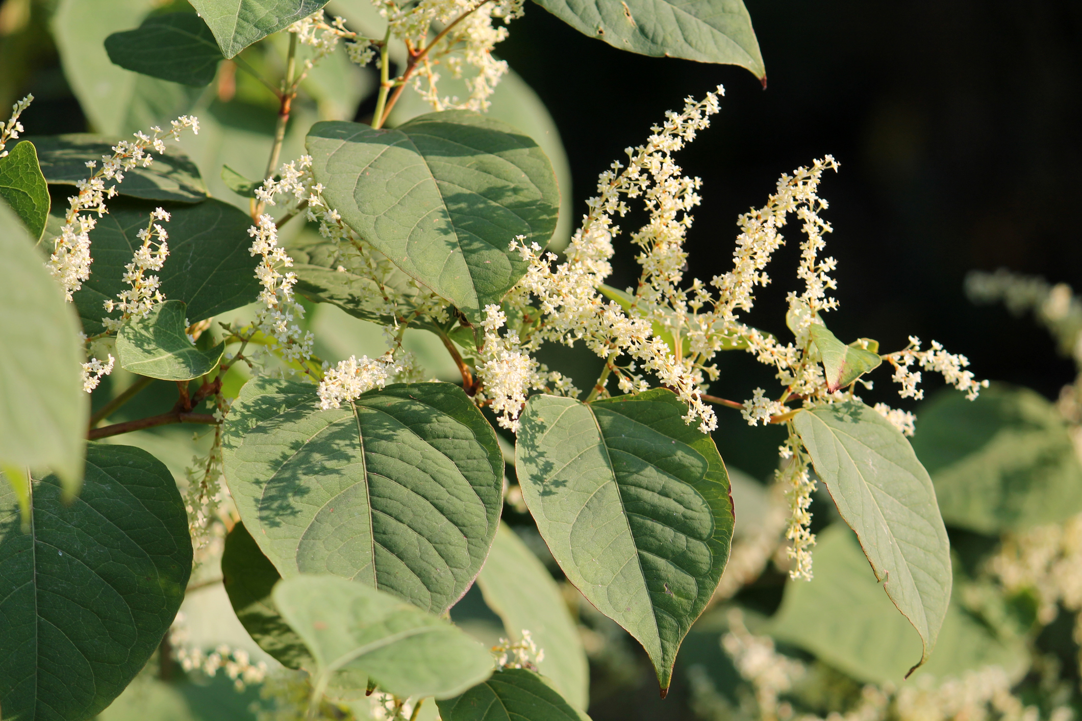 Guest Article – Japanese Knotweed